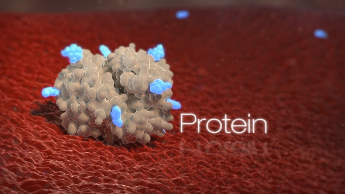 Hemoglobin, a protein within red blood cells