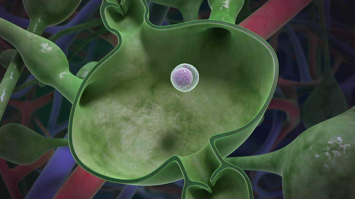 B-Cell within Lymphnode